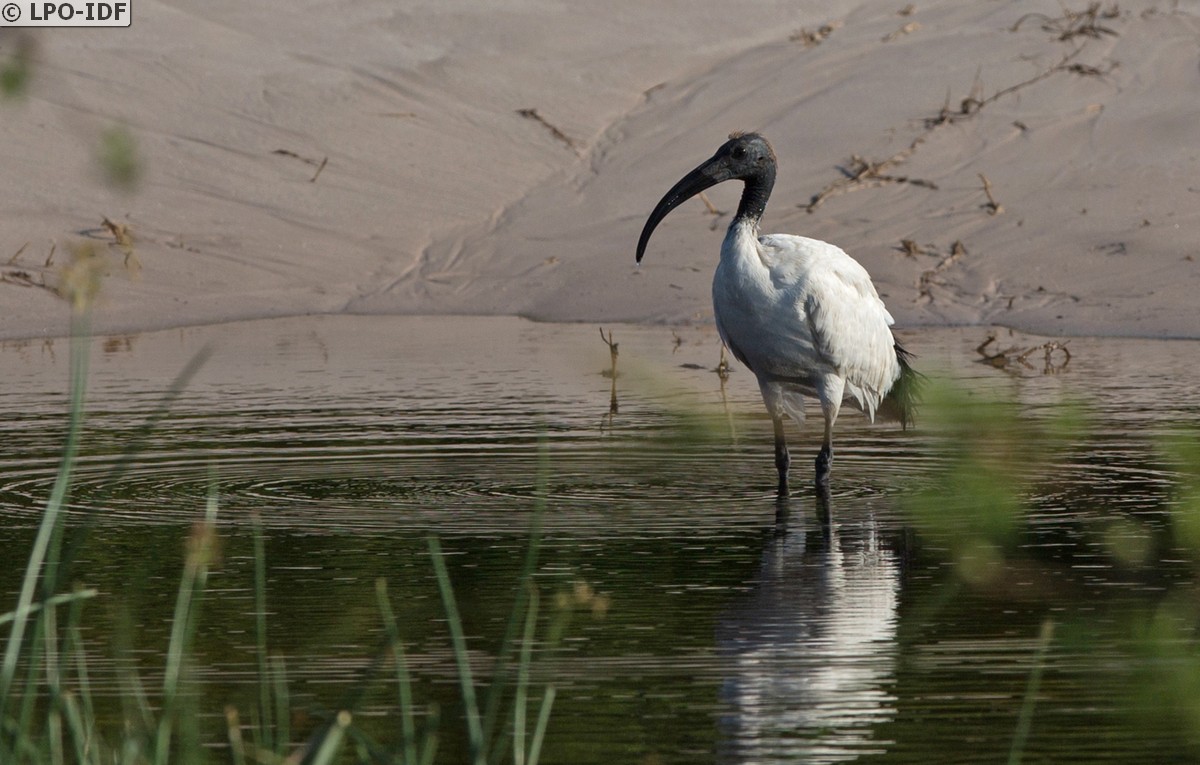 Ibis sacré